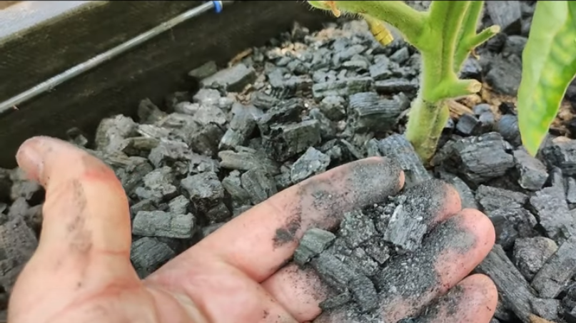 Biochar 2 Feet Deep - Supercharged Tomatoes!