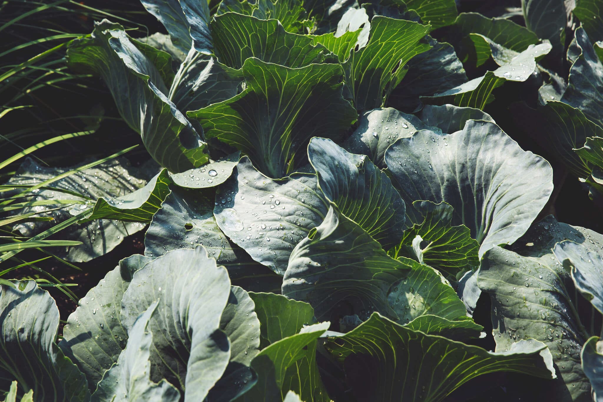 Vibrant green cabbage growing in a garden, with sparkling drops of water clinging to the leaves.