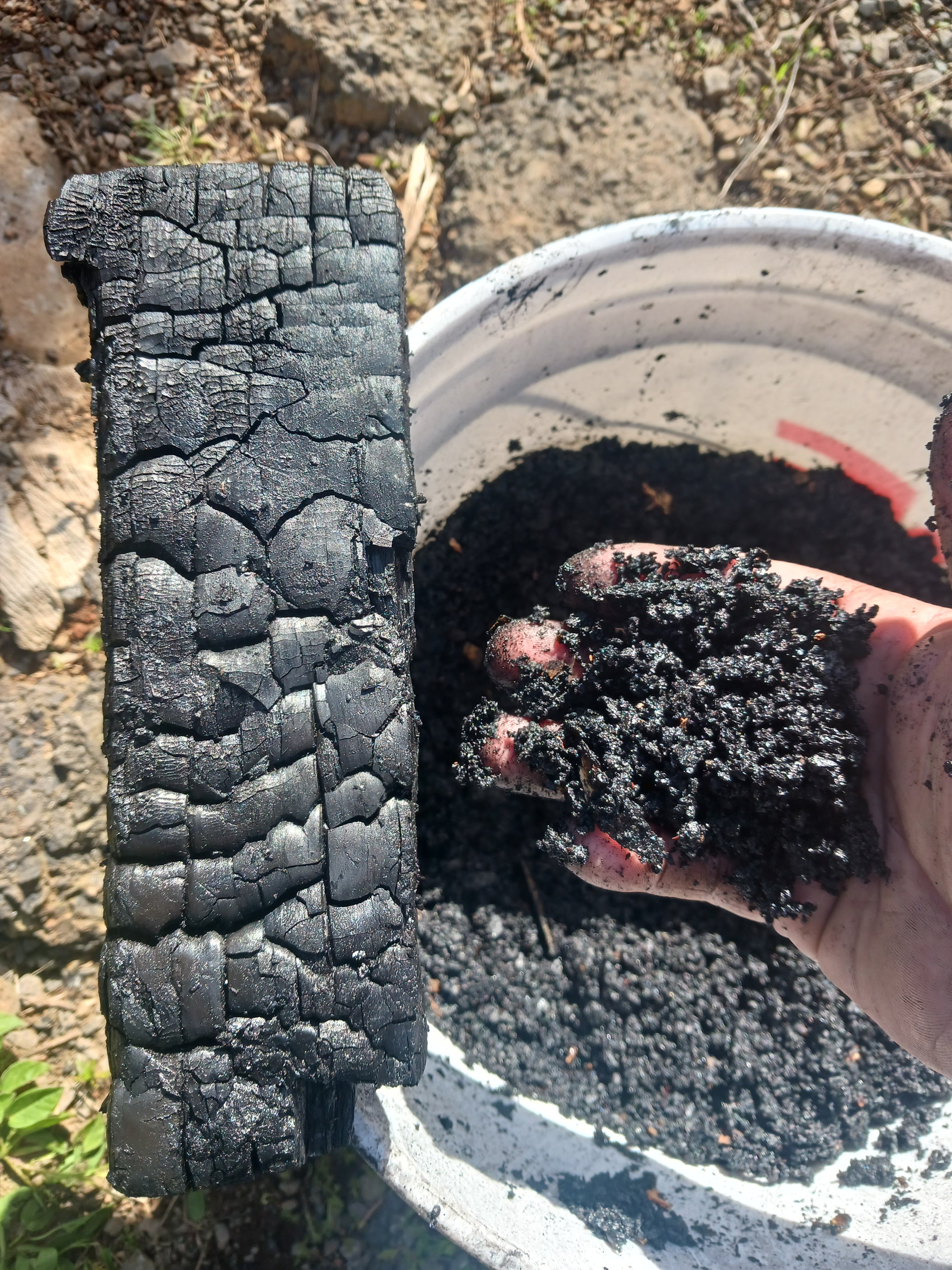 Crushed biochar in a hand with bucket full of biochar in background. 